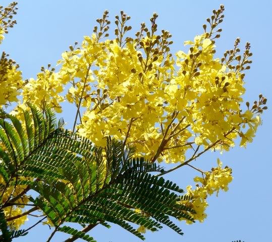 Yellow Bird of Paradise